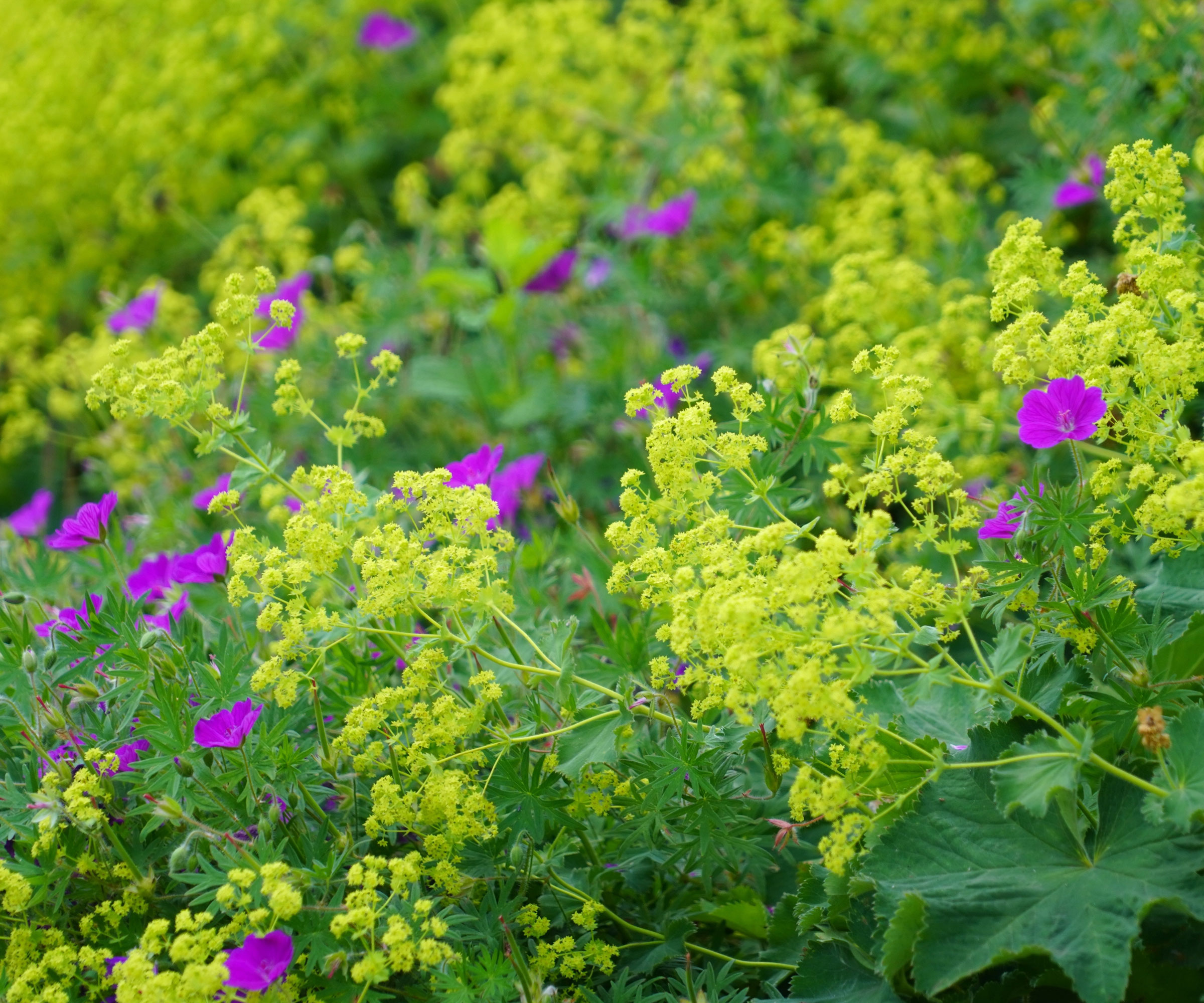 bright yellow alchemilla and bright pink hardy geranium flowers