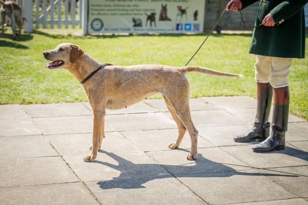 South of England Hound Show June 2015