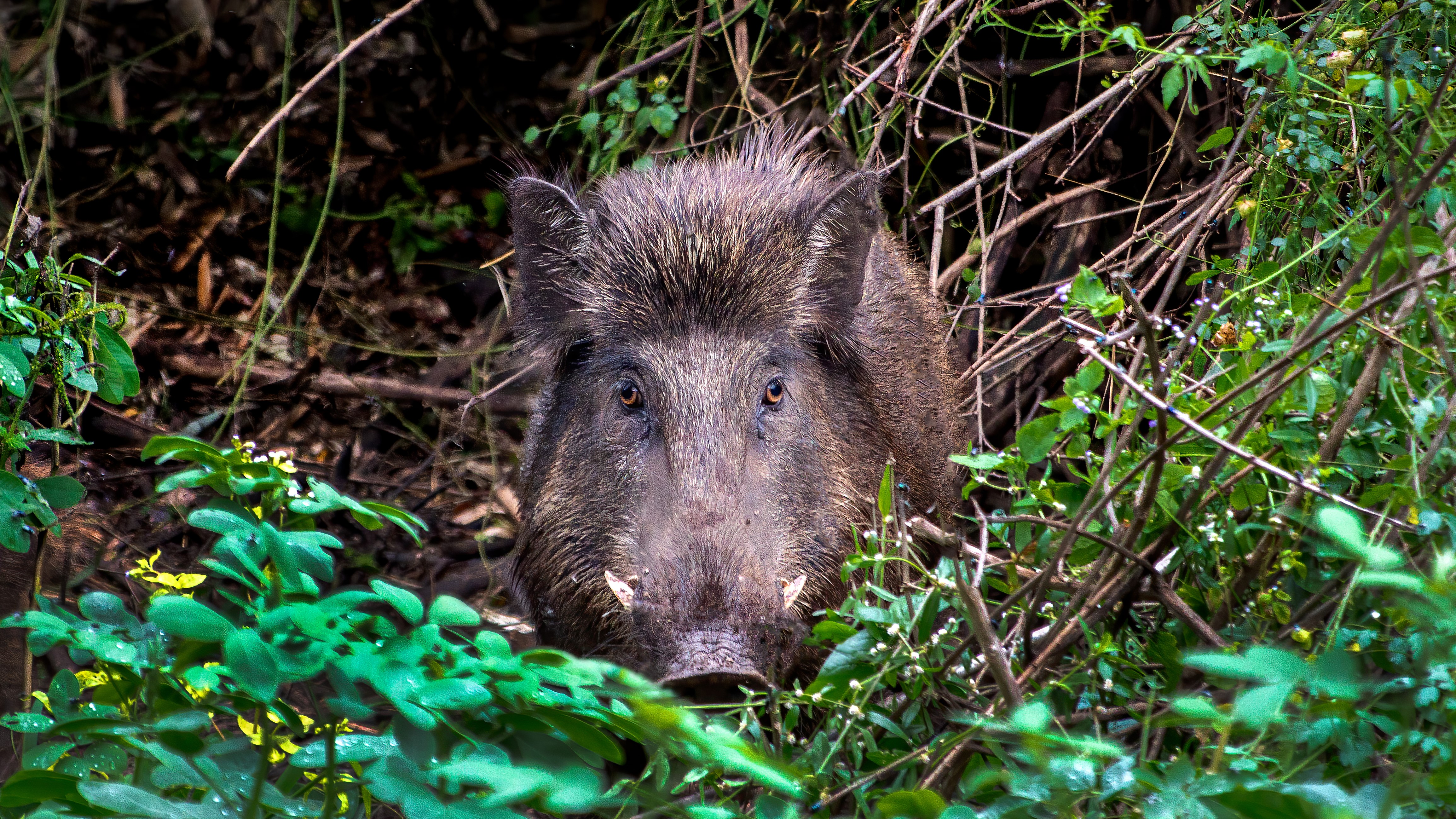 a wild boar in some bushes looking at the camera face on