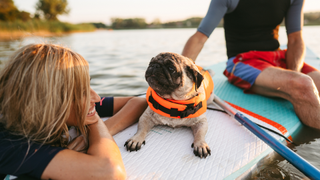 Two people paddleboarding with a dog