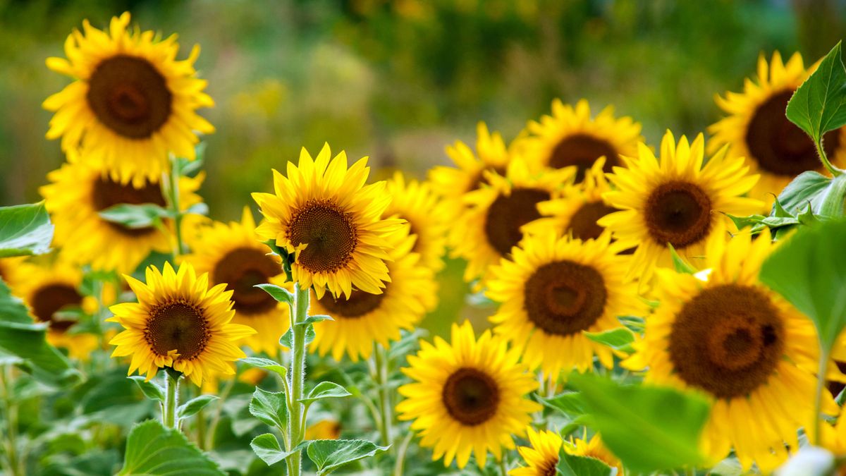 Sunflowers