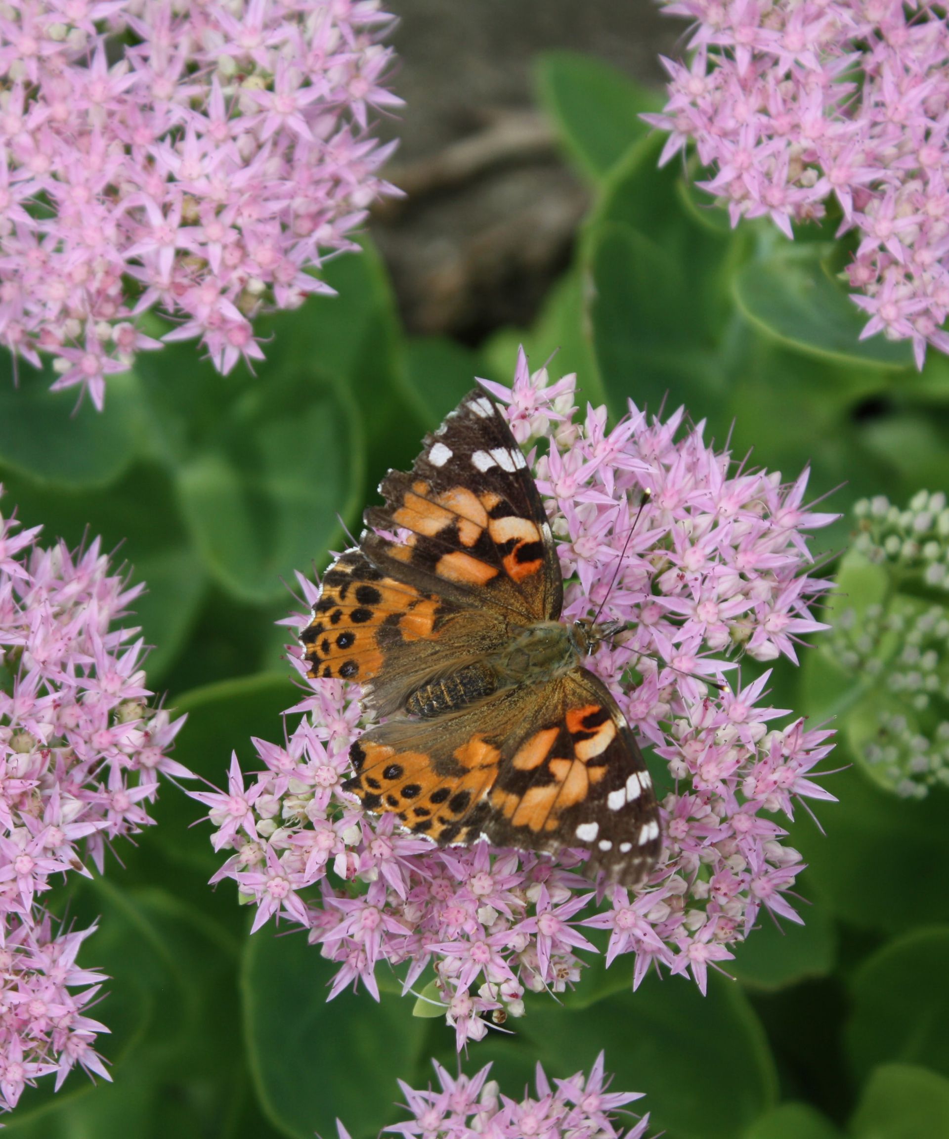 Monty Don’s Chelsea Chop tips will give you extra flowers this spring