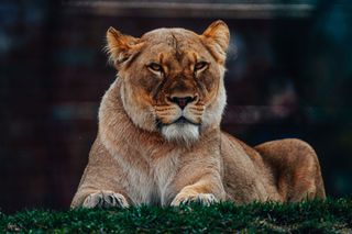 GuruShots - Animal Kingdom
