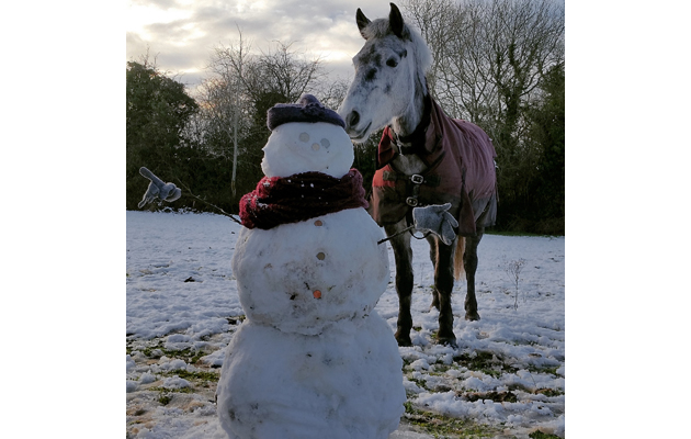 Horses in the snow