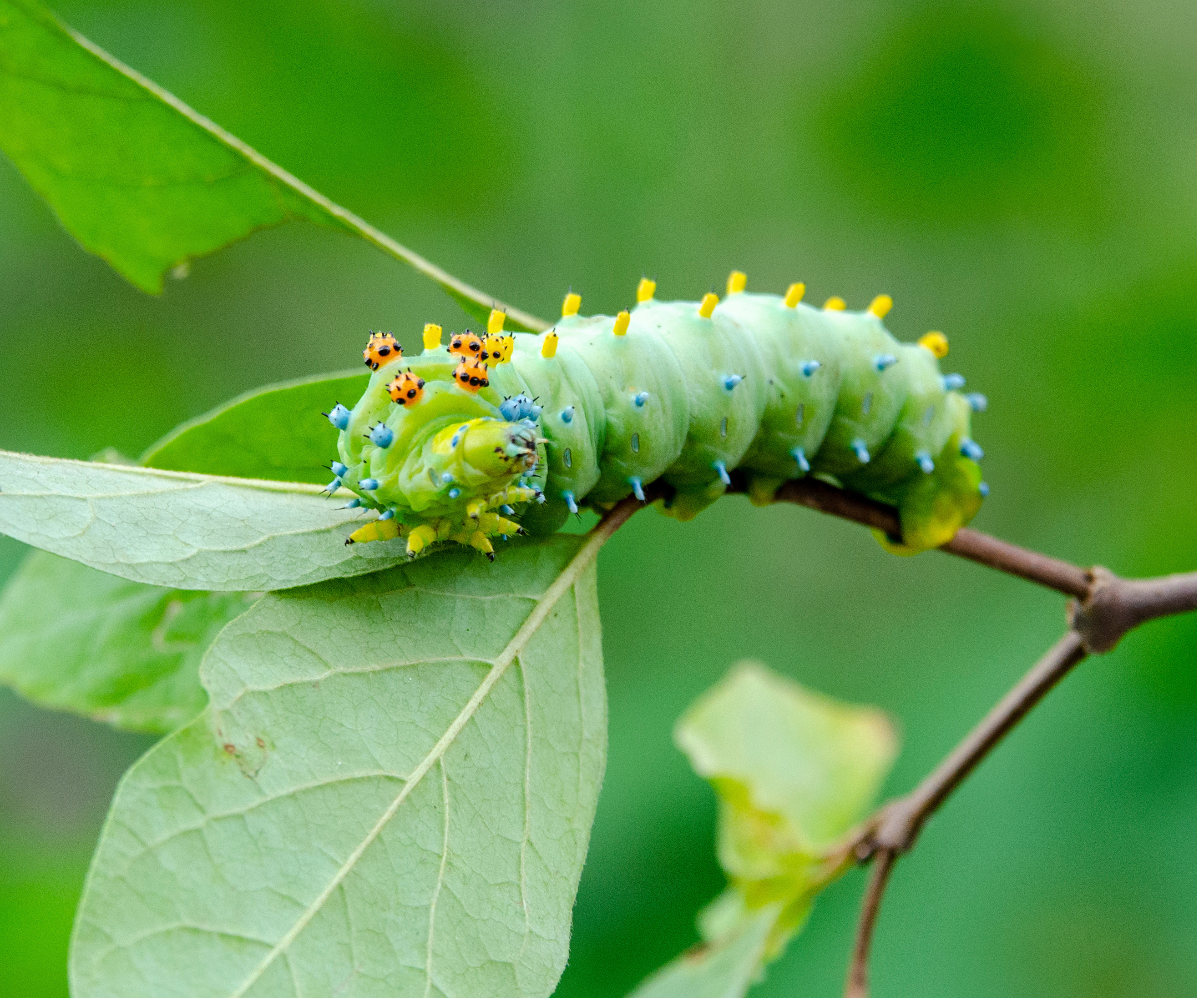 Cecropia Moth Caterpillar close up on a tree branch