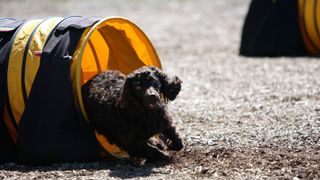 Dog running out of tunnel in agility trial