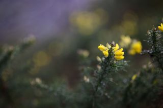 Viltrox AF 85mm F1.4 Pro lens sample gallery: yellow gauze, focused on one flower