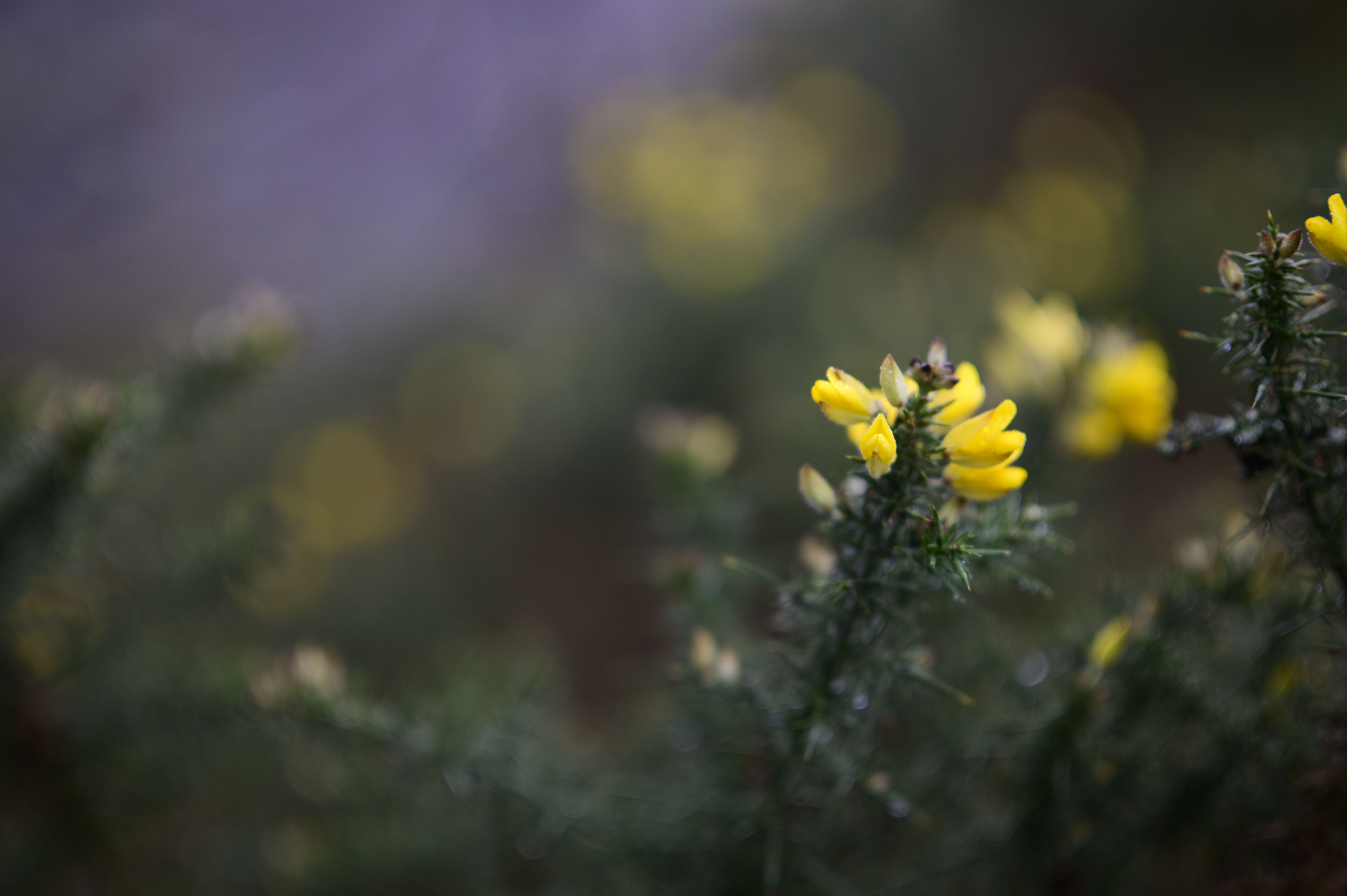 Viltrox AF 85mm F1.4 Pro lens sample gallery: yellow gauze, focused on one flower