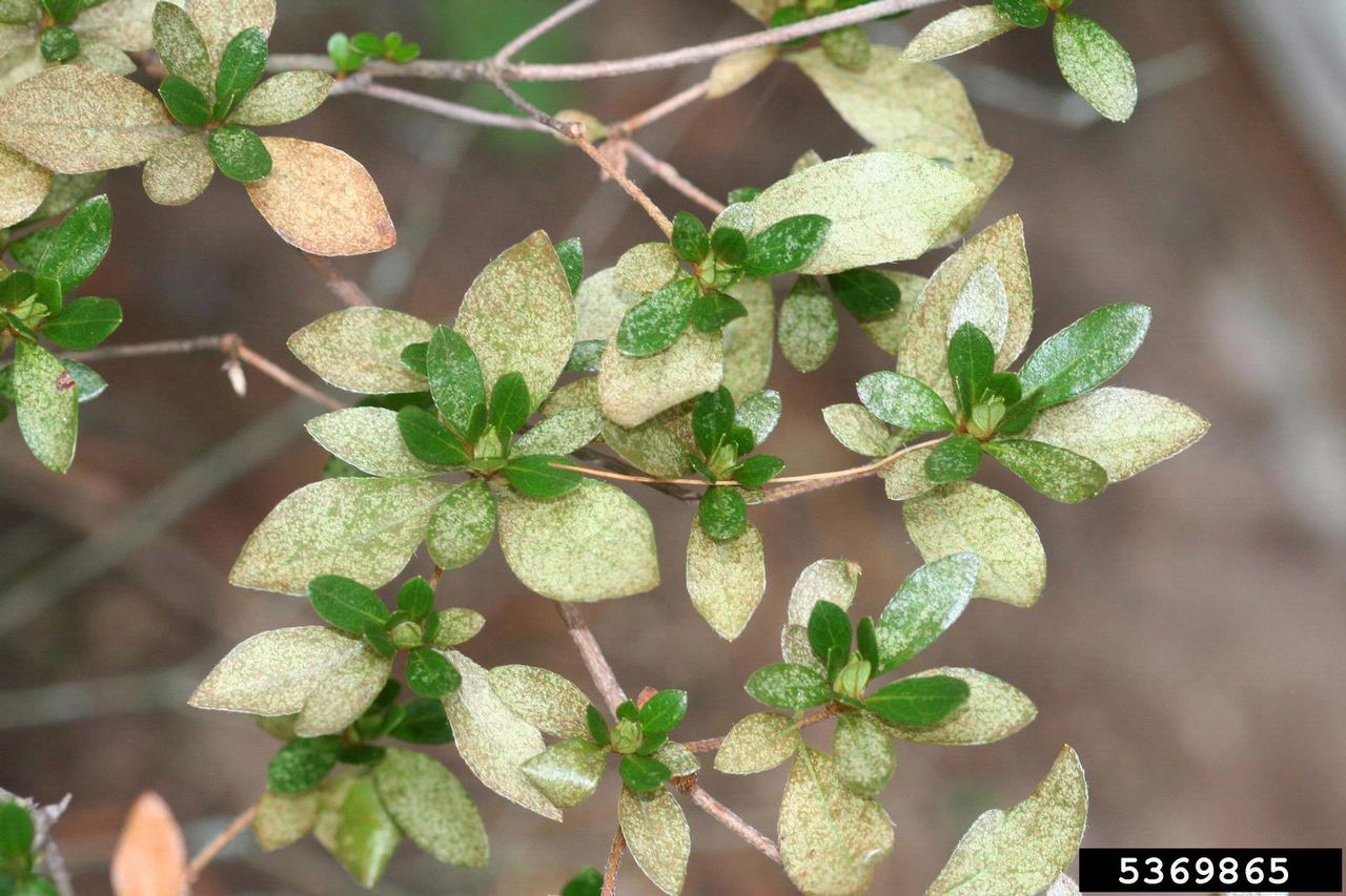 Azalea Plant Damage From Insects