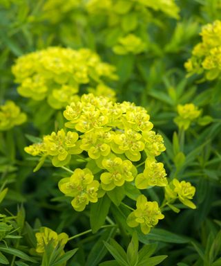 Euphorbia Palustris 'Walenburg's Glorie' with vivid yellow and green flower heads.