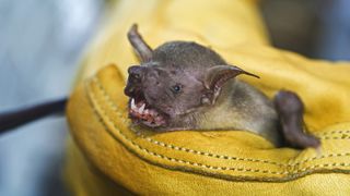 A greater bulldog bat being held