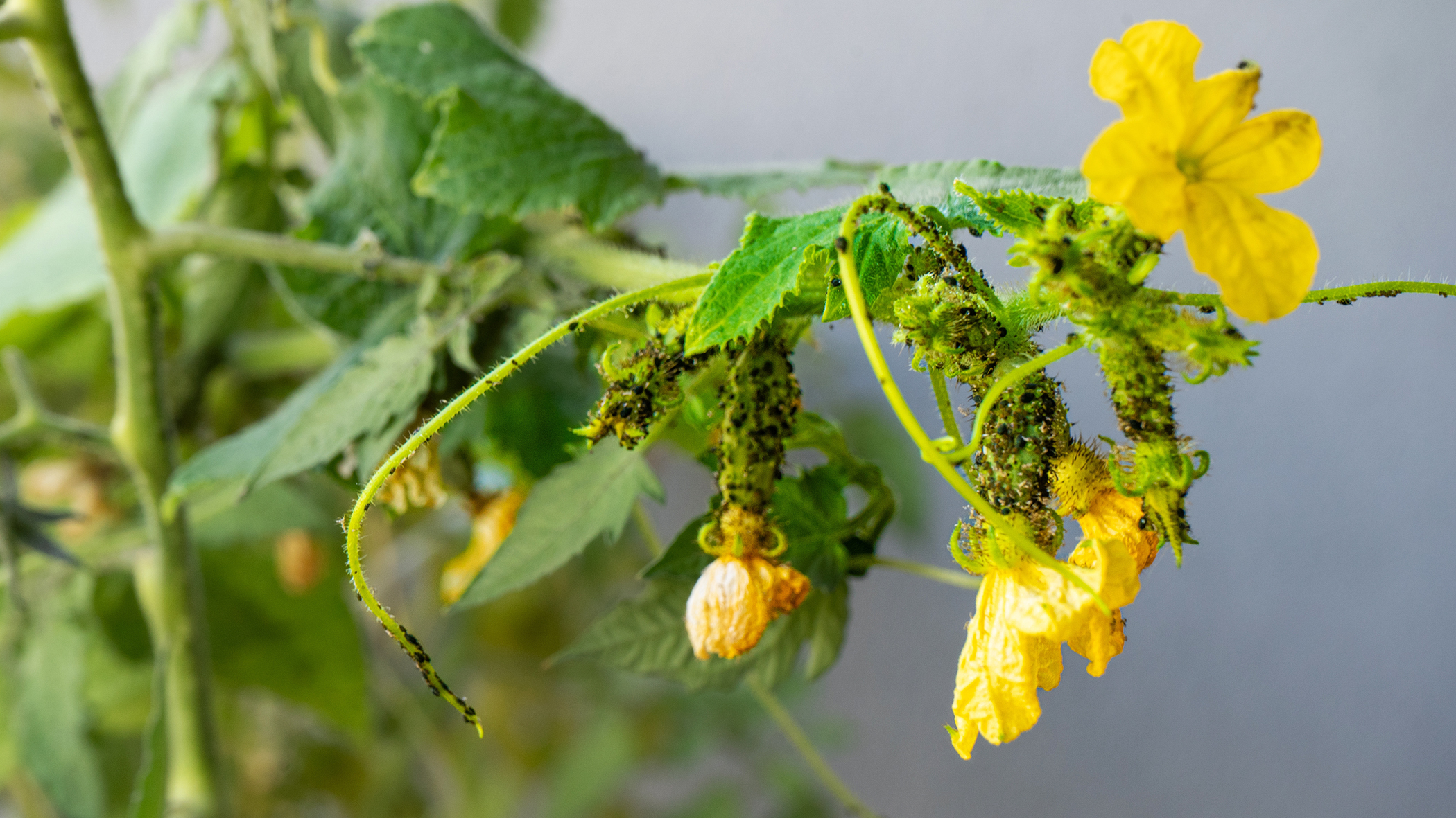 Aphids on a cucumber plant