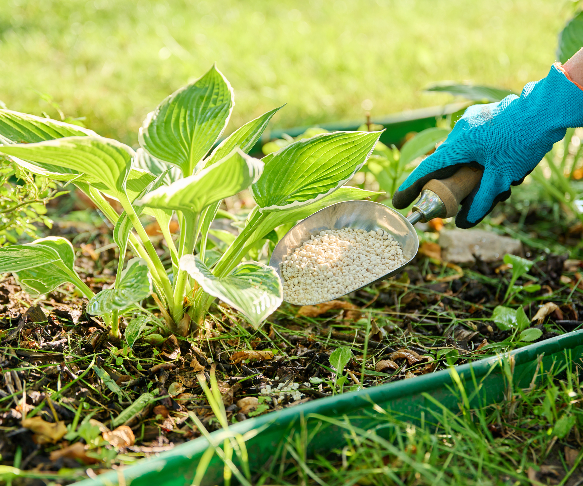 A gloved hand uses a trowel to apply granular fertilizer to a hosta