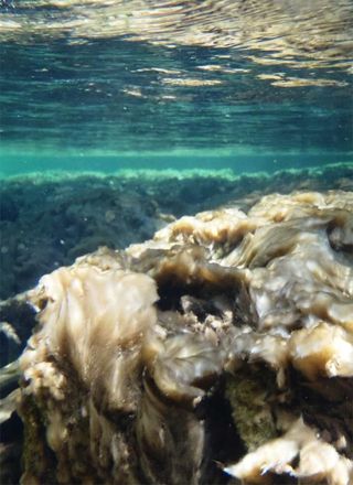 A didymo mat several centimeters thick covers the rocky substrate of the crystal clear Duval River. Thick and extensive blooms are known to affect the structure and function of river ecosystems. Didymo’s recent proliferation is likely unprecedented in eastern Canada and elsewhere around the world.