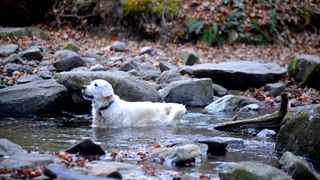 Labrador playing in stream