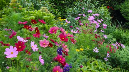 Pink and red cosmos blooms in a garden border