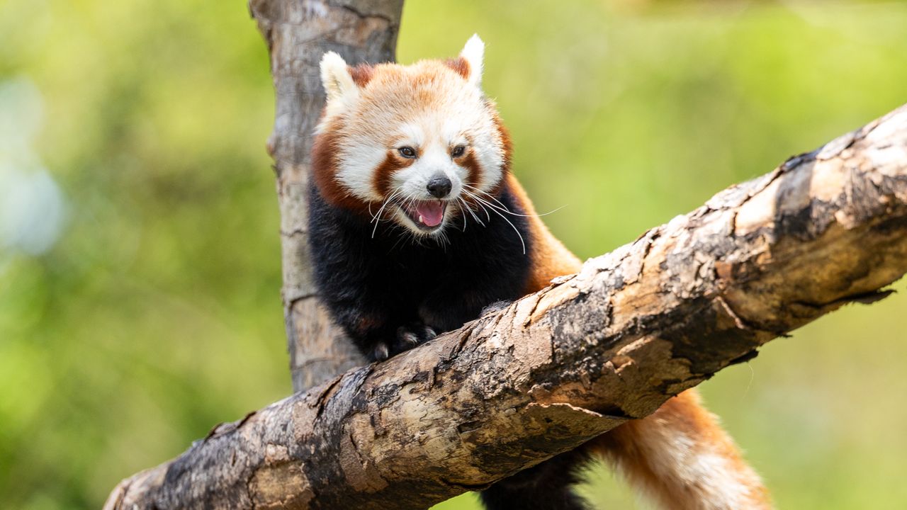 happy red panda sat in a tree