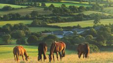 Image shows unidentifiable group of horses grazing in sunshine
