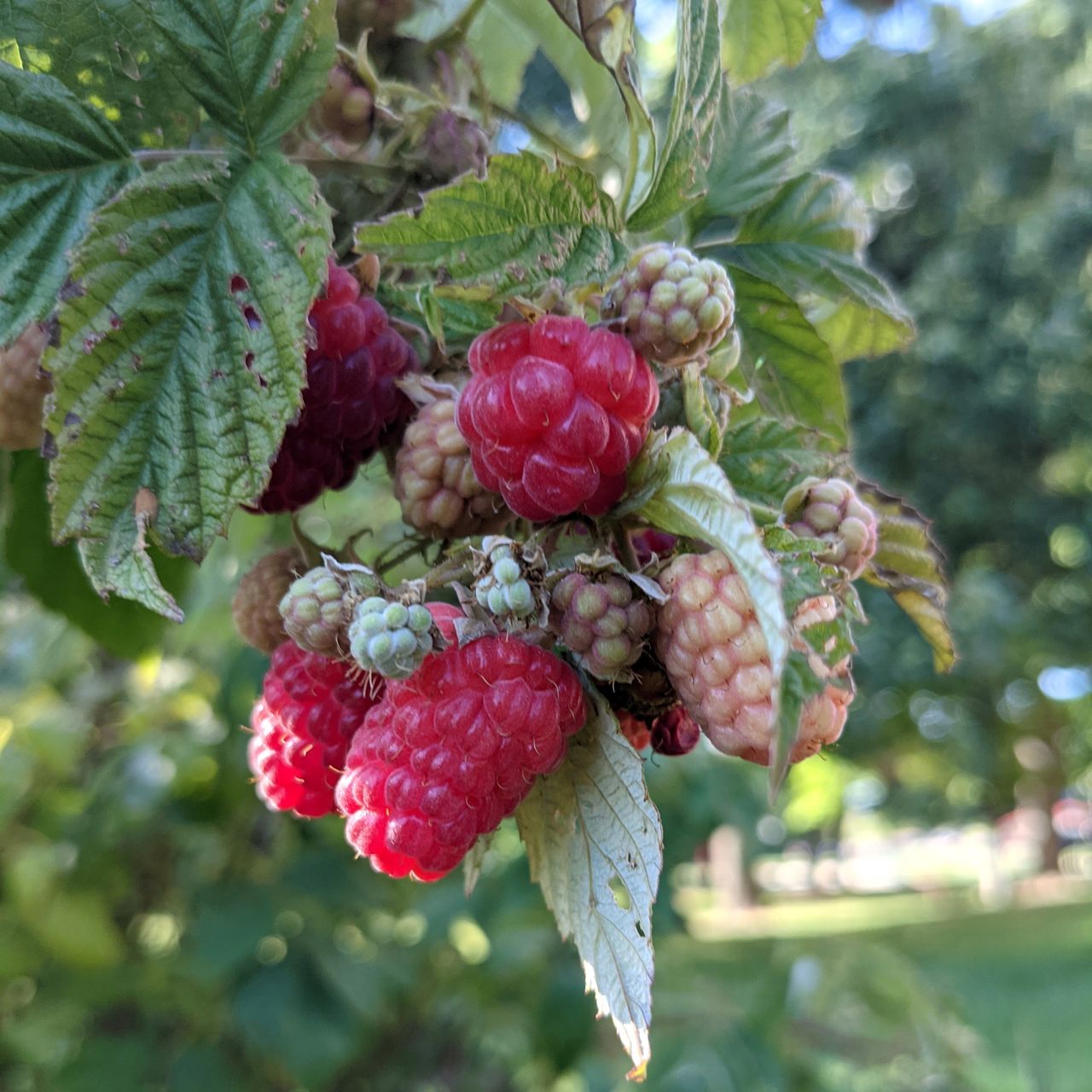 Pixel 5a camera samples