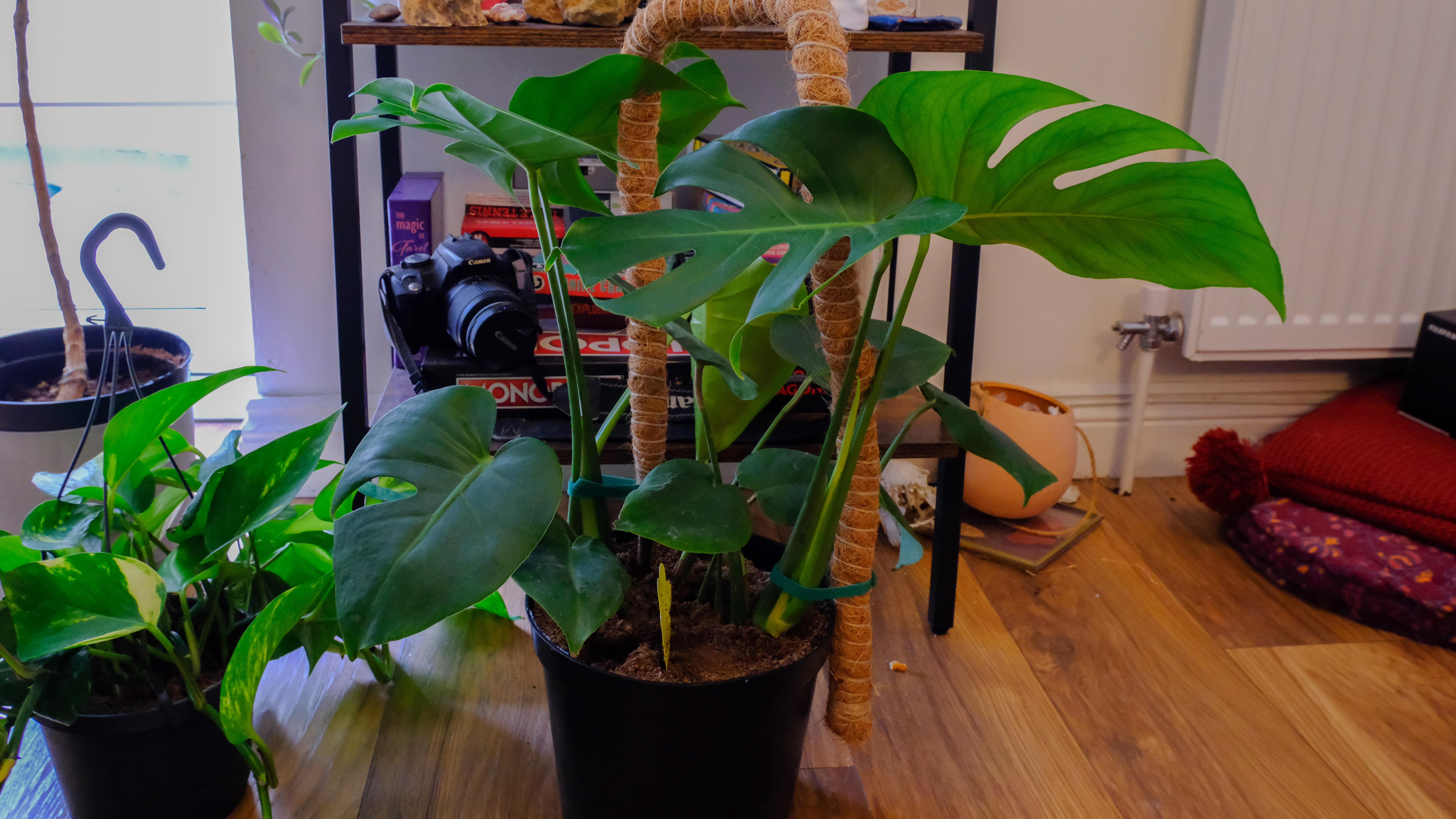 A healthy adult monstera