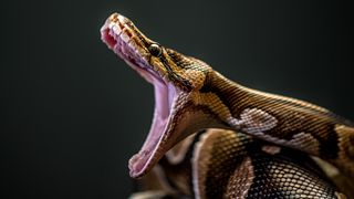 A close-up of a Burmese python with its jaws wide open on a black background
