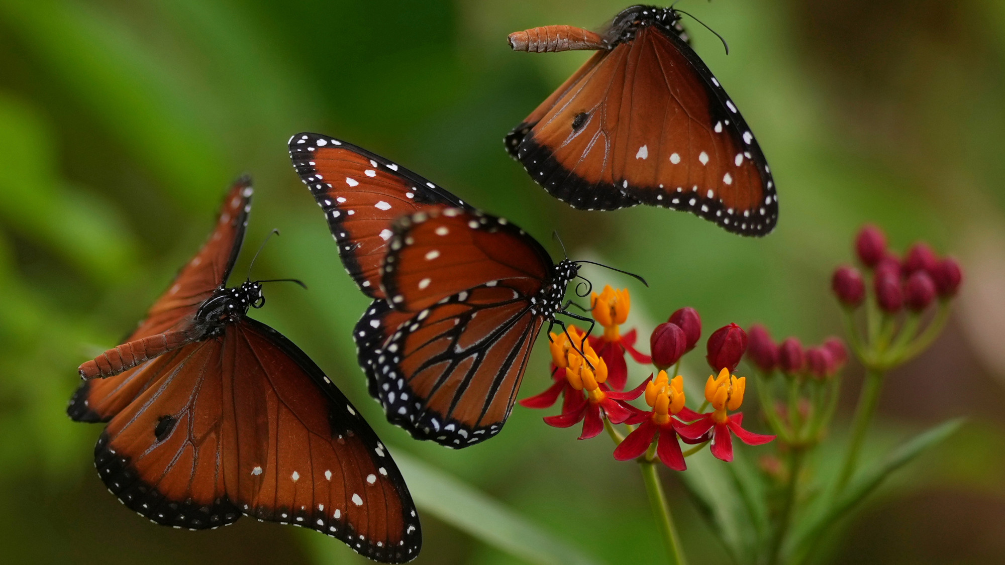 Butterflies