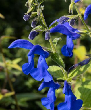 Salvia patens Patio Dark Blue