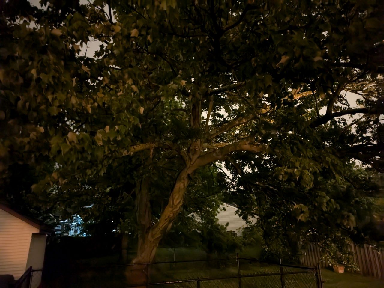 Google Pixel 8a low light sample.