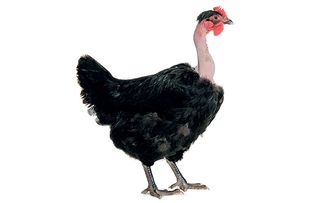 chicken breeds