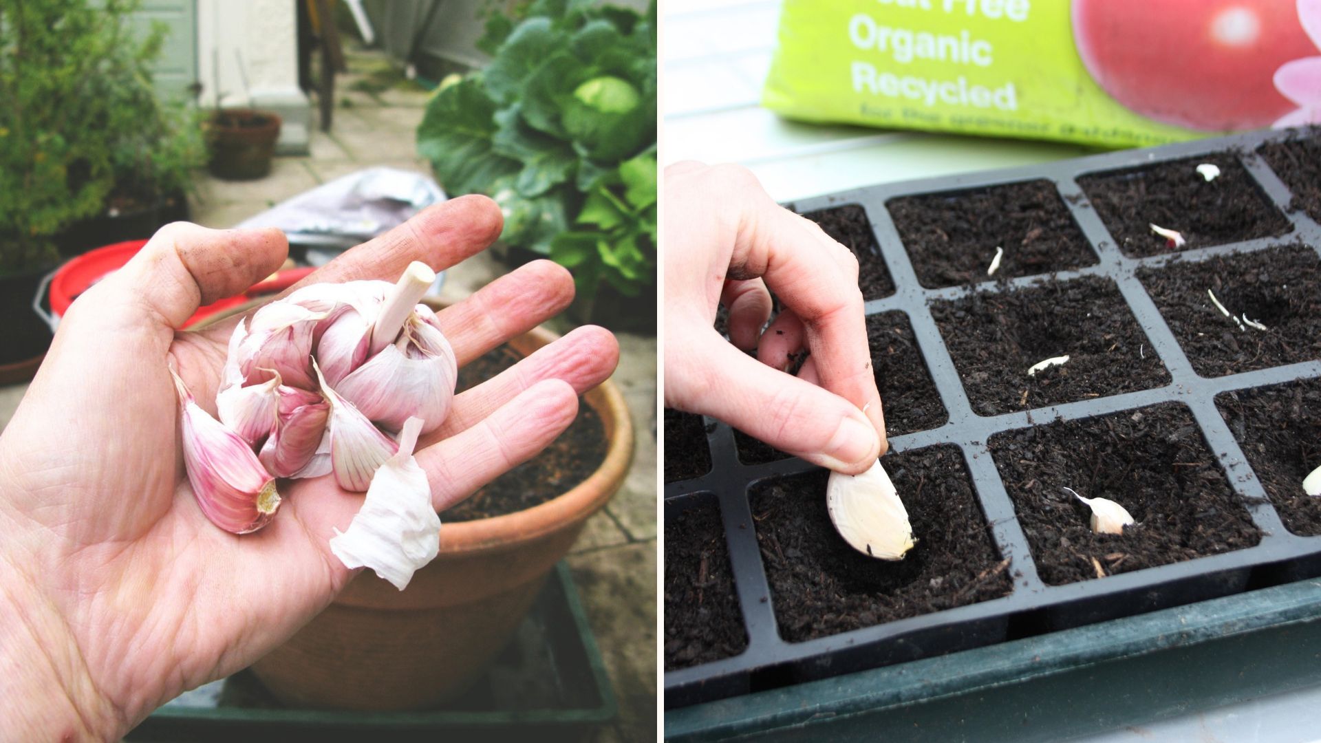 Garlic cloves, planting garlic bulbs in seedling trays