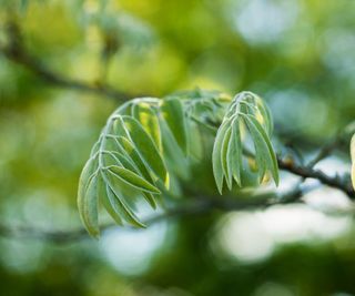 Close up of amur maackia leaves