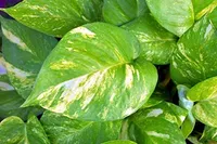 Scindapsus Aureus - Devil's Ivy House Plant in A 13cm Pot - Golden Pothos&nbsp;