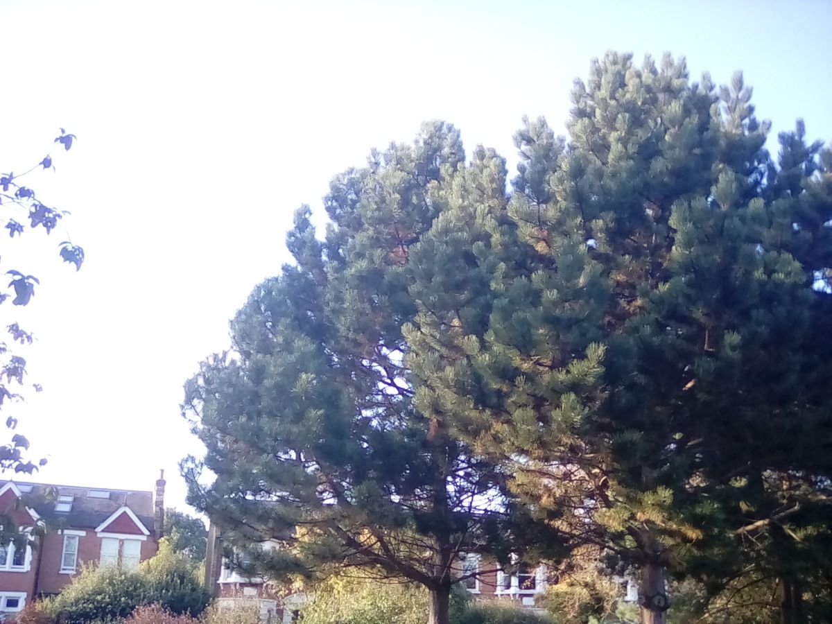 The Fire HD 8 has managed to radically overexpose a blue sky here.
