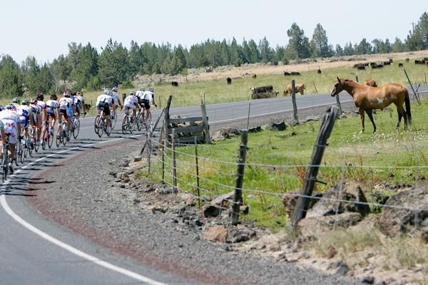 Even the animals along the course were enjoying the race today...