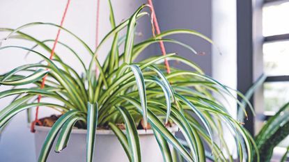 Picture of a spider plant