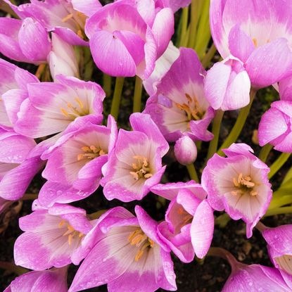 pink autumn crocus bulbs in bloom