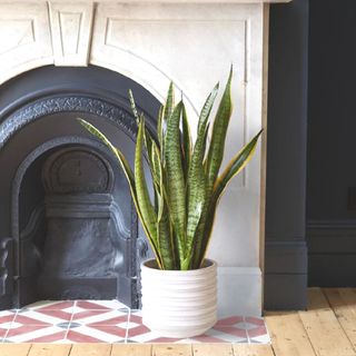 snakeplant in white ceramic pot in front of white fireplace with red and white tiled hearth
