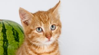 A kitten sat next to a watermelon