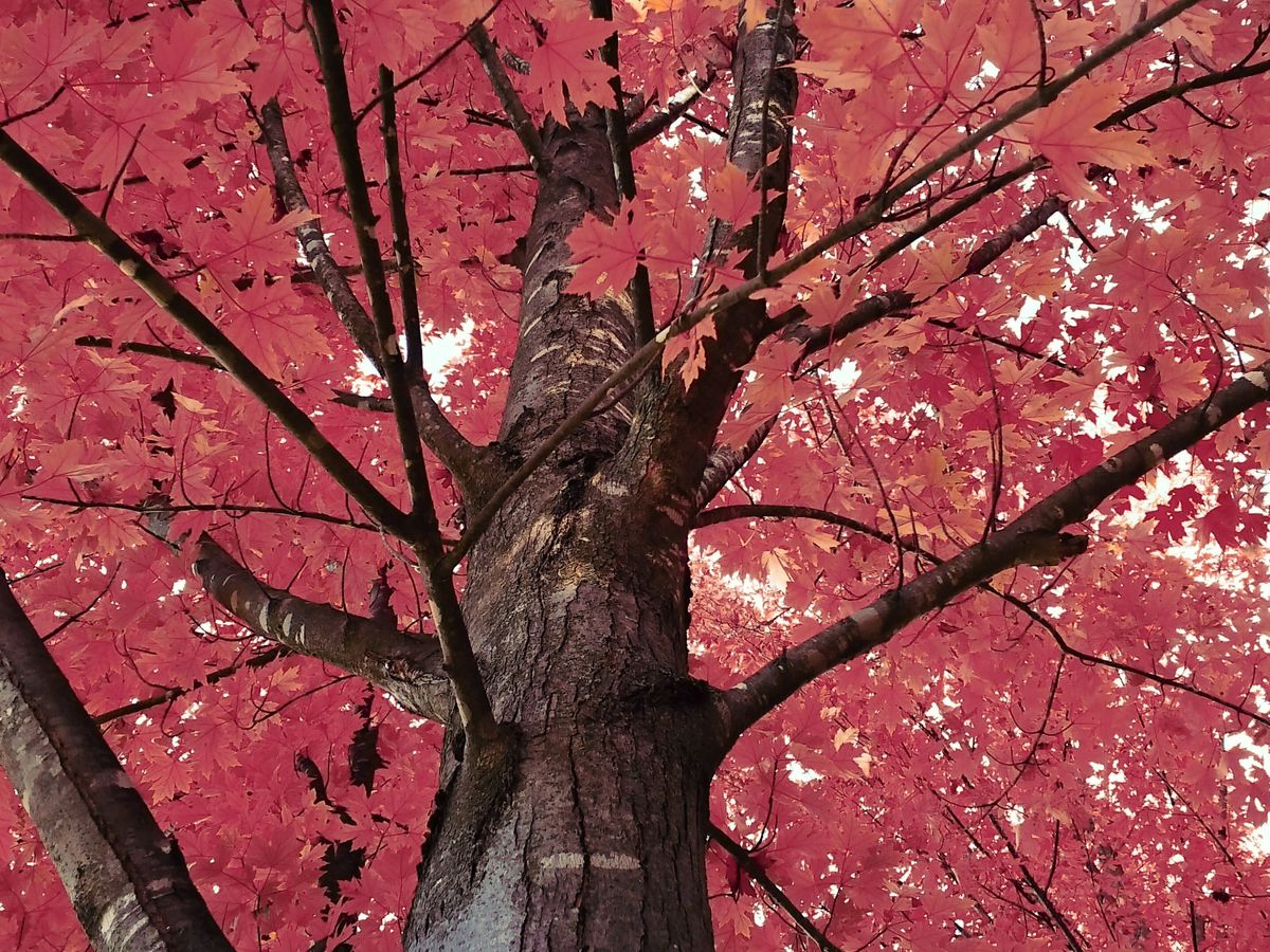 A sample image taken with the Instax Mini Evo 2