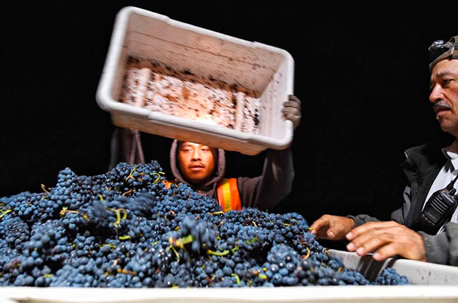 Nocturnal Pinot Noir grape harvesting at Valdez Family&rsquo;s vineyards, Sonoma Coast