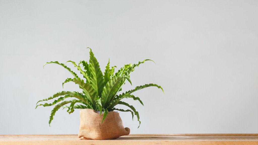 Bird's nest fern growing in a burlap sack on a table