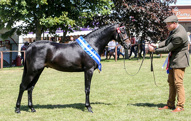 ROYAL HIGHLAND SHOW 2018
