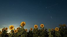 Sunflowers blooming beneath a summer night sky