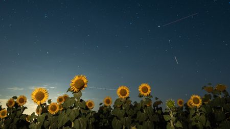 Sunflowers blooming beneath a summer night sky