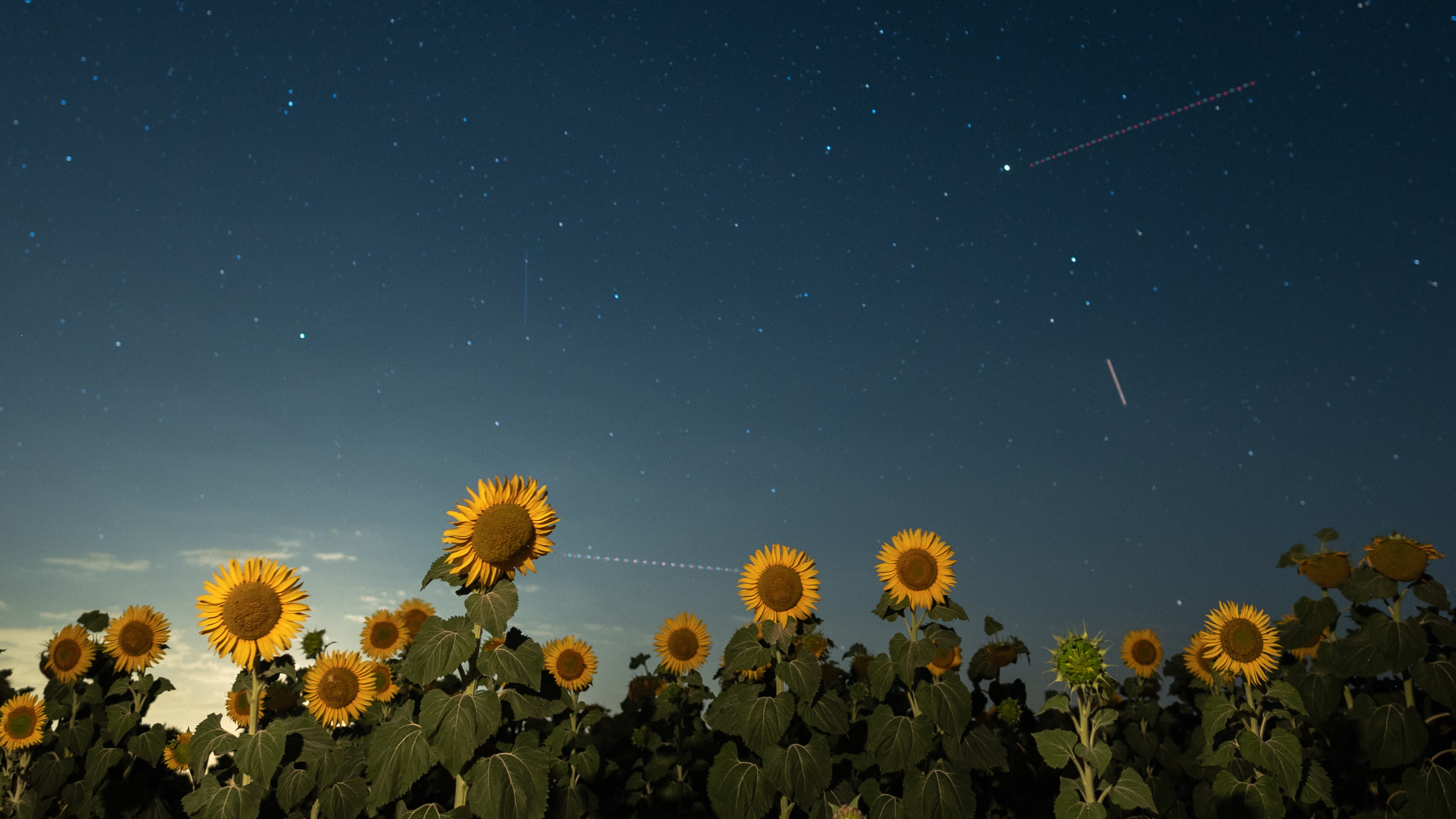 Sunflowers blooming beneath a summer night sky