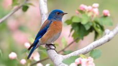 Western Bluebird perching in Apple Tree Blossoms