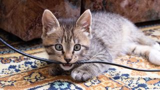 Kitten chewing cable