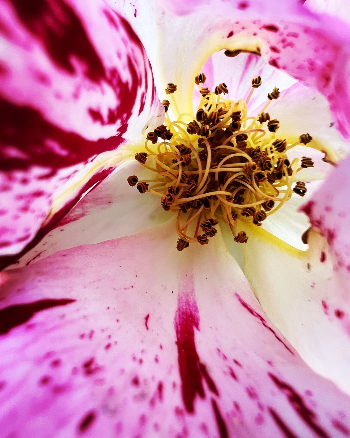 Iphone 13 Pro Flower Macro