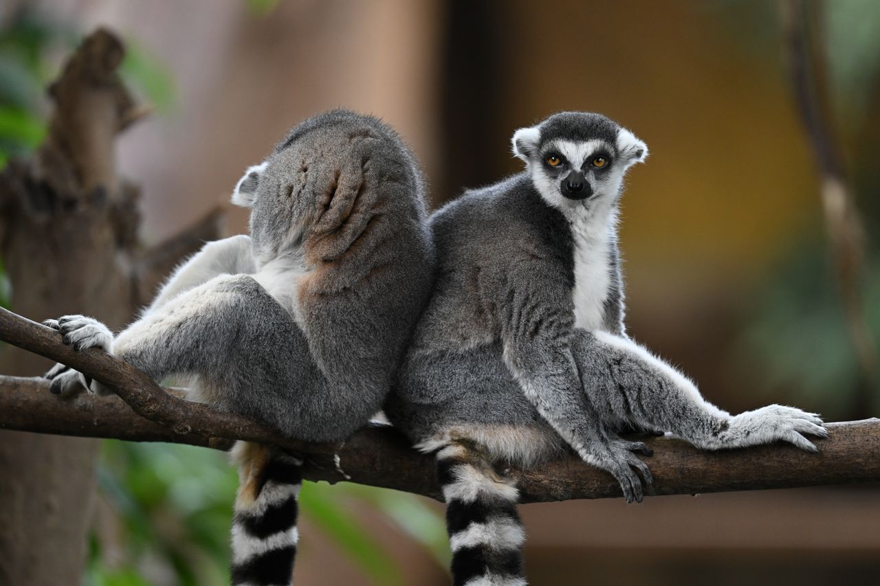 Nikon Z 600mm f/4 TC VR S sample images