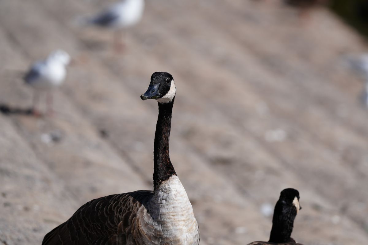 Sony FE 400mm f/4.5 GM OSS sample image